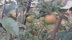 Яблоня сорт зимний  Траши - 7 (Apple Trashi - 7 )