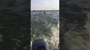 Sharmax 9.9 + Stormline Heavy Duty Air 340 + плюшка Connelly