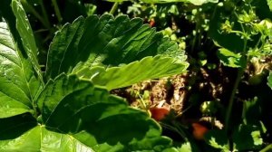 Клубника Мармелада,ОЧЕНЬ КРУПНАЯ И УРОЖАЙНАЯ.ОБЗОР!