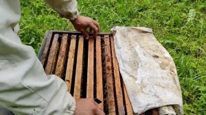 Матка карпатка