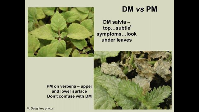Update on Disease Management Options for Spring Greenhouse Crops