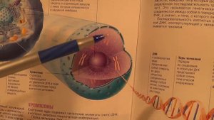 ДНК в клетке человека! 33