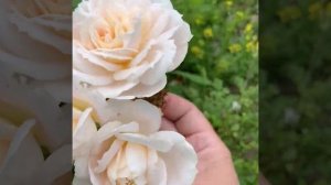 Лионс Роуз (Lions Rose) - роза флорибунда. Сочетание нежности оттенков лепестков розы. Июль 2020