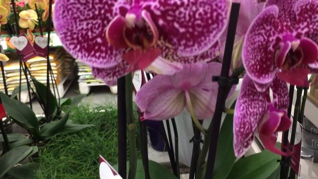 Ночью за орхидеей в Бауцентр))) Клеопатра, Амстердам, Ягуар... выбор отличный и витрина красивая) смотреть онлайн