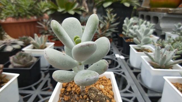 Cotyledon orbiculata cv. 多肉植物觀察 乒乓福娘 смотреть онлайн
