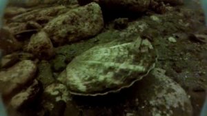 Дайвинг 20160820 Рейнеке красные камни рыба трепанг гребешок глубина 15 метров