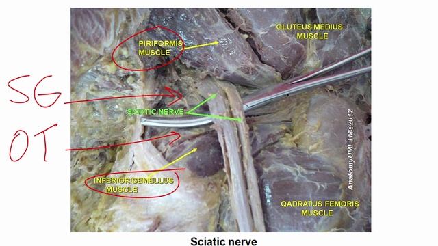 USMLE RX - 8.Анатомия - 1.Анат,физо - 10.Нервы Нижних Конечностей