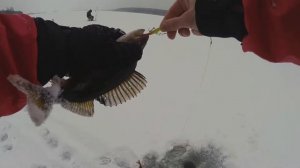 Первый лед. Зимняя рыбалка на Онежском озере. Ловля окуня на балансиры. Зимняя рыбалка 2021