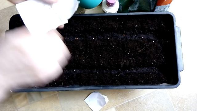 Сажаем безпикированным рассадным способом томаты Благовест F1и томат Лёля F1 смотреть онлайн