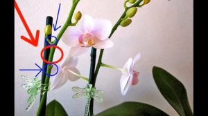 Что делать с орхидеей после цветения – варианты