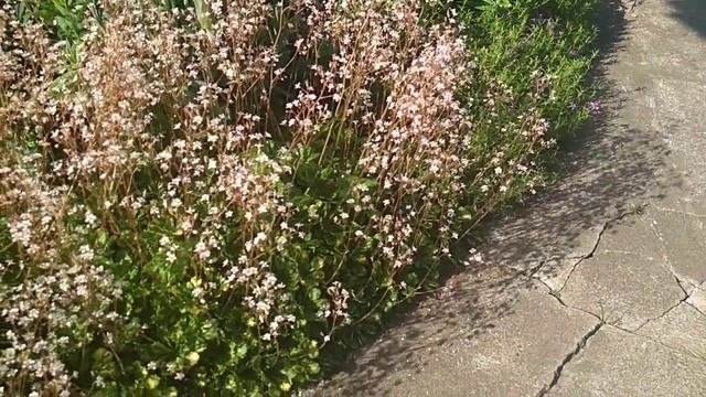 #камнеломка_мраморная_теневая#