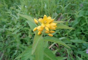 растение медонос, Вербейник Обыкновенный, Lysimachia vulgaris, 21.08.2022, Великий Новгород