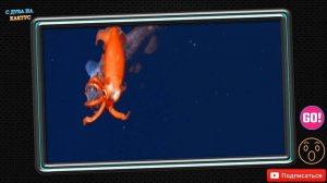 ЖУТКИЕ ОБИТАТЕЛИ МОРСКИХ ГЛУБИН