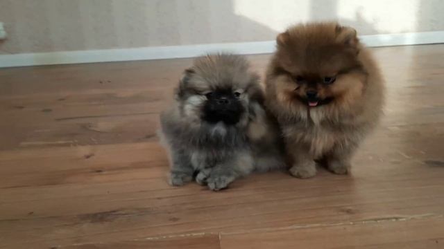 шпицы мальчики померанцы красавчики смотреть онлайн