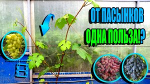 КАК НАПРАВИТЬ ПАСЫНКИ ВО БЛАГО ВИНОГРАДА? СЕВЕРНЫЙ ВИНОГРАДНИК 22-24