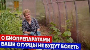С биопрепаратами ваши огурцы не будут болеть