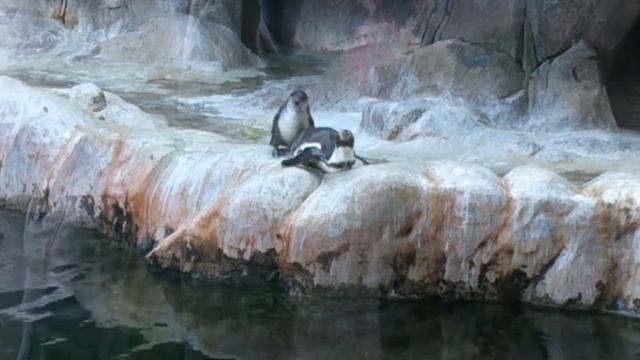 Пингвины в московском зоопарке смотреть онлайн