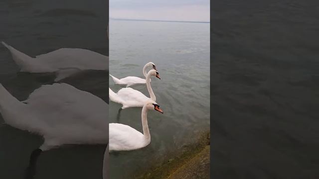 ВЕНГРИЯ !!! Озеро БАЛАТОН. Кормим лебедей