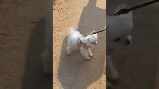 The Beauty Of Azalea Sakura Flowers#shortsfeed смотреть онлайн