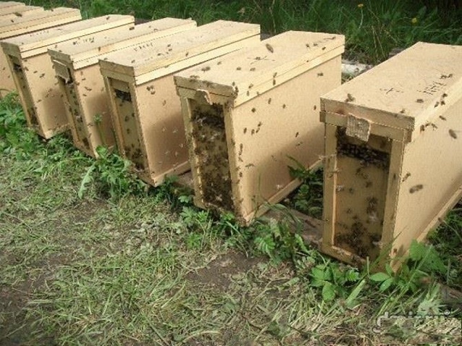 Помощь начинающим пчеловодам-друзьям в приобретении и пересадке стандартного пчелопакета 4 рамки