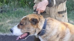 ЗУР БАШИ питомник Среднеазиатских овчарок (УДАВКА-КОНТРОЛЛЕР ?)