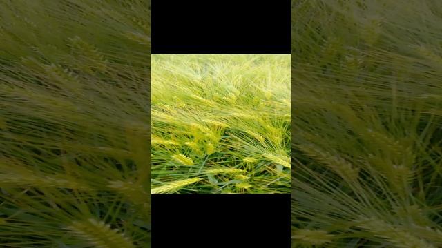 Ячмень озимый сорт ФАНКИ