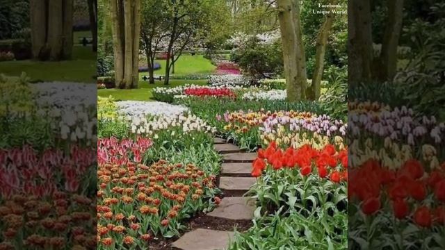 Keukenhof Flower Park (Holland) / Цветочный парк Кёкенхоф (Голландия)