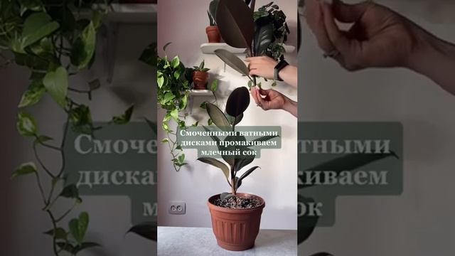 Как заставить фикус ветвиться!