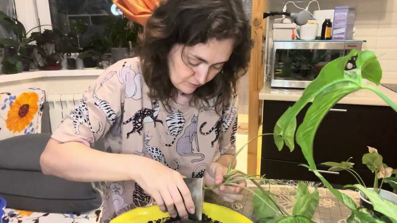 Безымянные сингониумы. Пересадка после покупки.