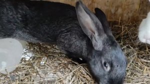 Содержание кроликов в мороз.