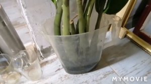 Как из листика вырастить ЗАМИОКУЛЬКАС (долларовоедерево)