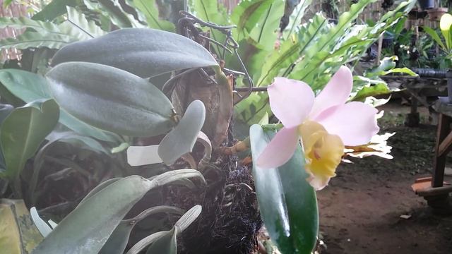 Anggrek Cattleya Mini - Cattleya Slc Crystelle Smith смотреть онлайн