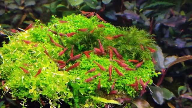 Дерево в аквариуме! Как я делаю крону дерева из Монте-Карло!!! ???? смотреть онлайн