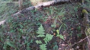 ГРИБЫ НА КАЖДОМ ШАГУ! ГРИБНОЕ ИЗОБИЛИЕ - ШИКАРНАЯ ТИХАЯ ОХОТА! АВГУСТ КАРЕЛИЯ - ГРИБЫ 2021