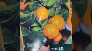 Обзор: лиметта, рангпур