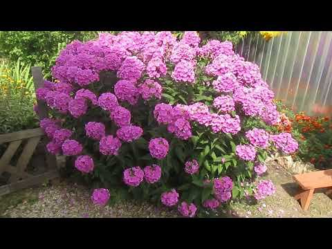 Может быть и вы захотите посадить у себя флоксы... Флоксы-цветы для души смотреть онлайн
