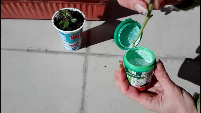 Размножение петуний черенками. Жизнь в Болгарии. Весна 2017 смотреть онлайн