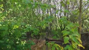 Нас затопило... Картошку не посадили... клубника в воде....