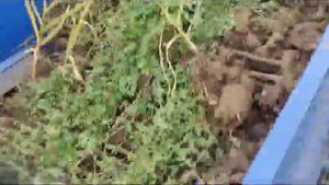 Выкопка чеснока с картофелекопалкой.