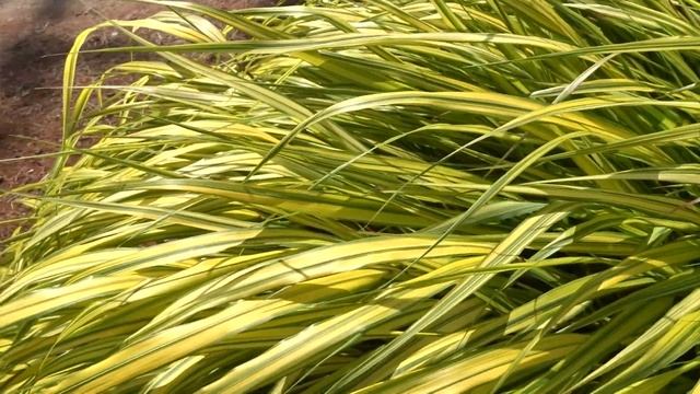 Hakonechloa macra смотреть онлайн