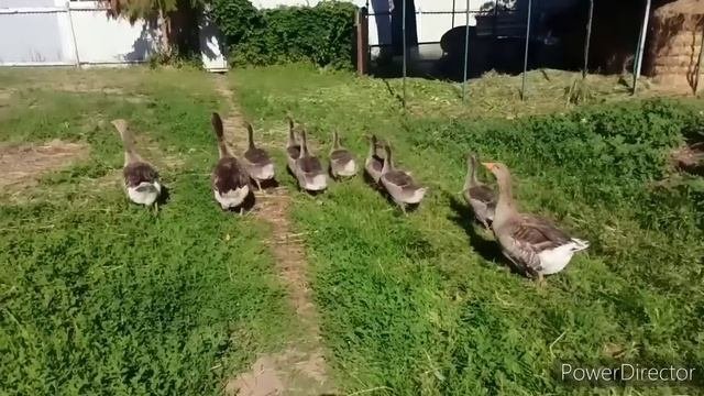ПРОДАЛИ БЫЧКА на ПЛЕМЯ.