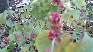 Снежноягодник в ландшафтном дизайне