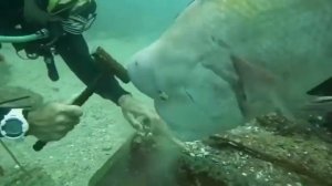 Рыба смотрит как чел молотком долбит