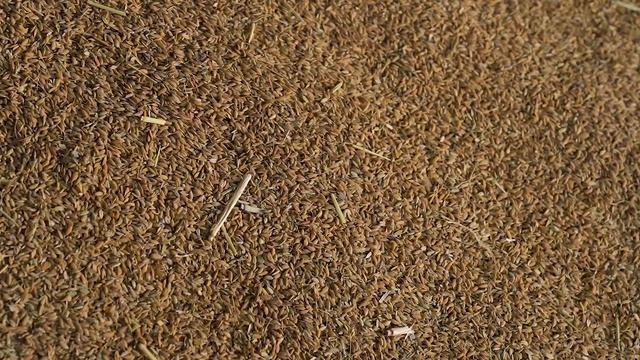 Технология правильной уборки риса. Рис от поля до стола смотреть онлайн