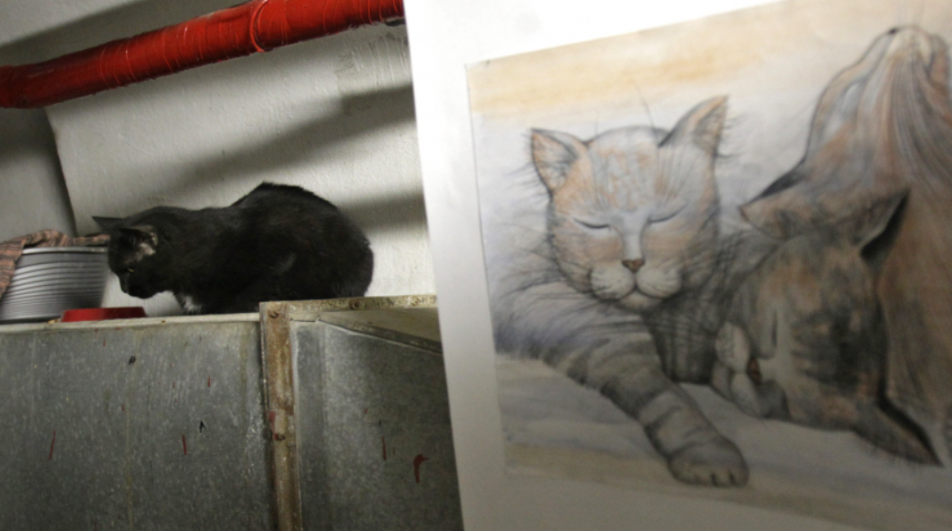 На выставке «Россия» стартовал конкурс «Портрет Эрмитажного кота»