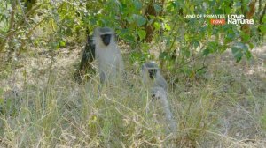 Земля приматов / Land of Primates Серия 4. Павианы Бамбелелы