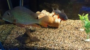 Геофагус суринамский, астронотус, пираньи в аквариуме