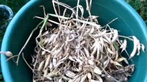 Когда и как собрать Семена редиски