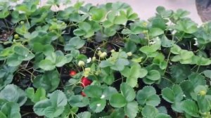 Ампельная клубника