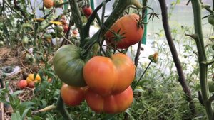 Томат ЗАГАДКА природы ( очень вкусный и урожайный сорт )